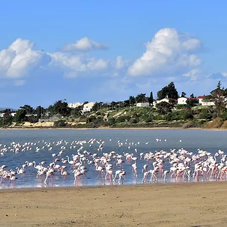 Pelides * Larnaka
